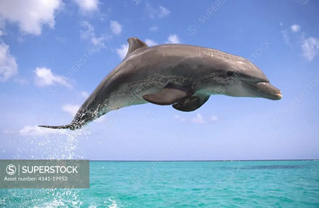 bottlenose dolphin leaping tursiops truncatus caribbean.