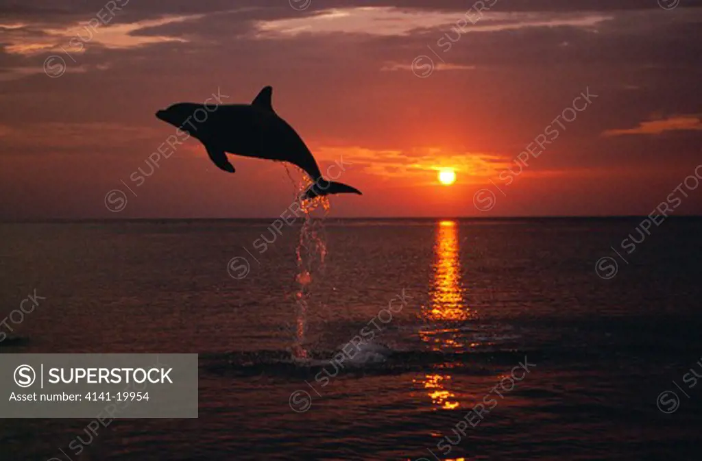 bottlenose dolphin leaping at sunset tursiops truncatus caribbean.