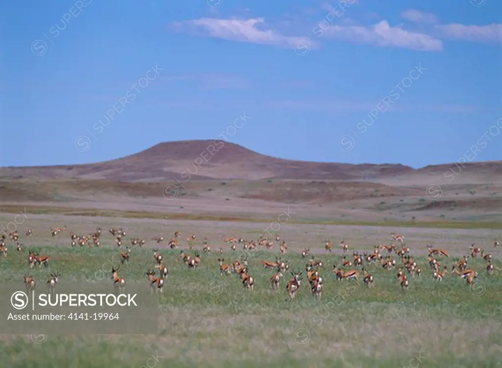 springbok group antidorcas marsupialis damaraland, namibia