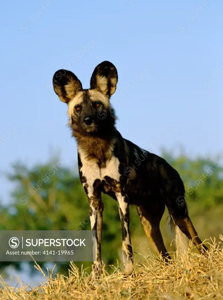african wild or cape hunting dog lycaon pictus south africa
