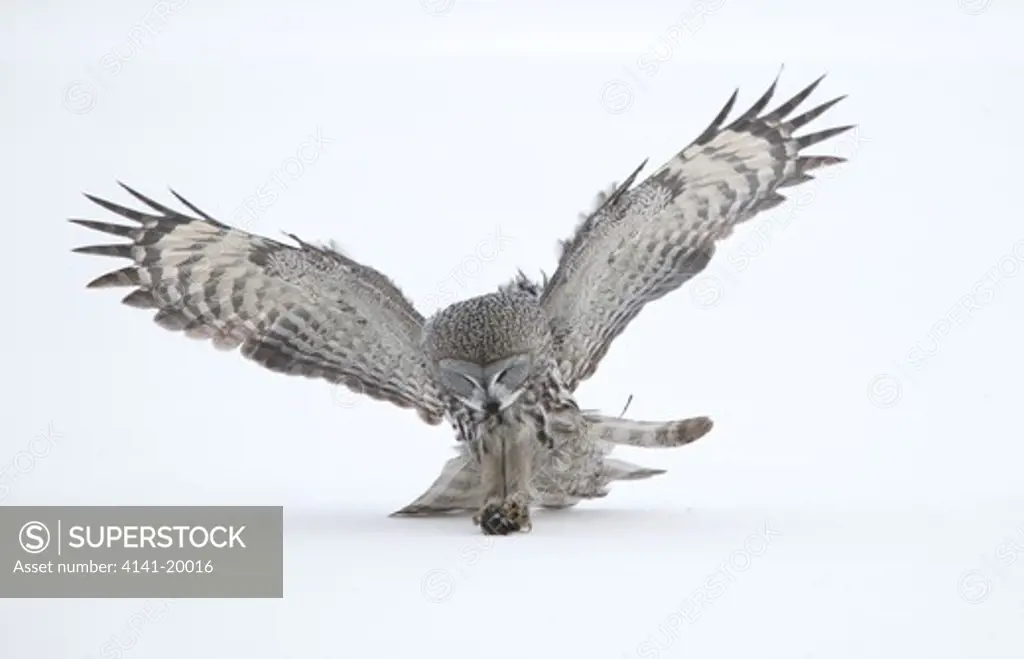 great grey owl strix nebulosa swooping on mouse prey finland