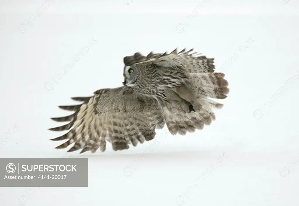great grey owl strix nebulosa flying with mouse prey in talons finland