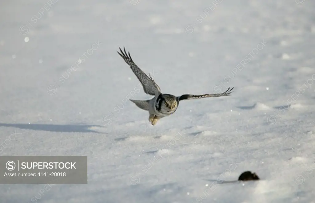 hawk owl surnia ulula swooping on mouse prey finland