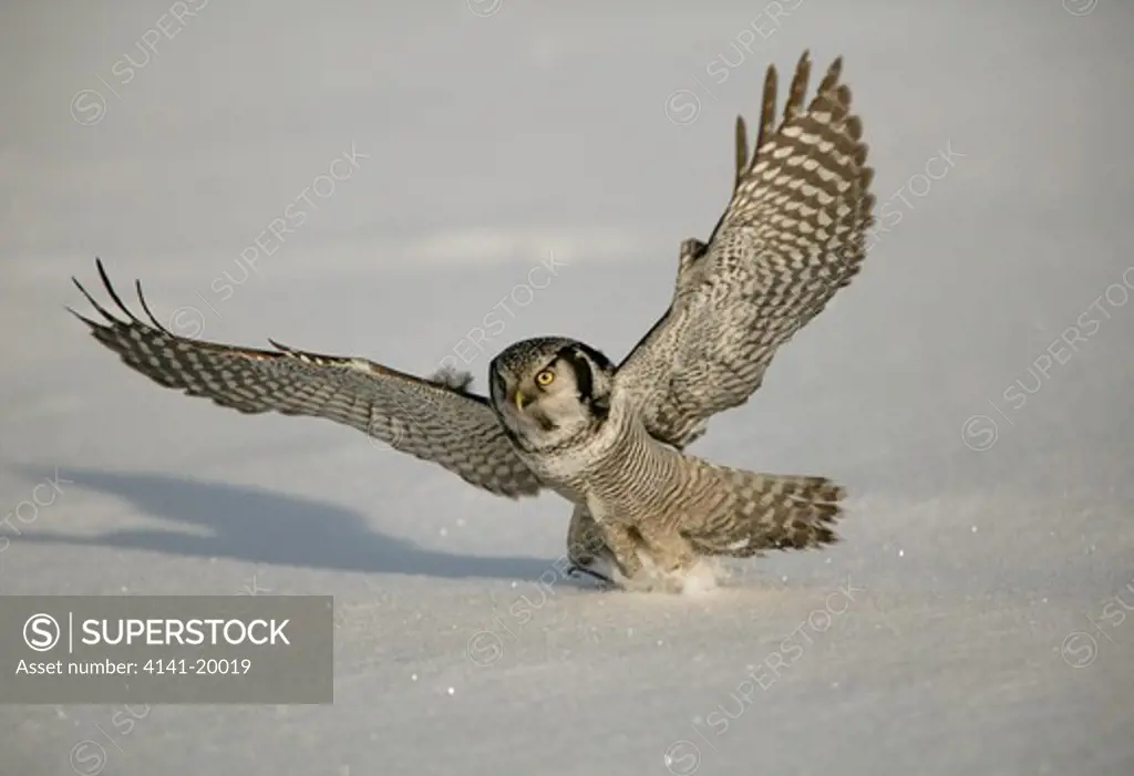 hawk owl surnia ulula catching mouse prey finland