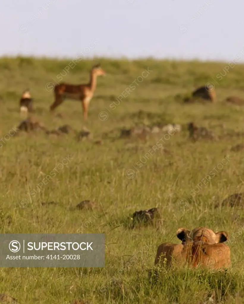 african lion panthera leo female watching impala & young masai mara national reserve, kenya