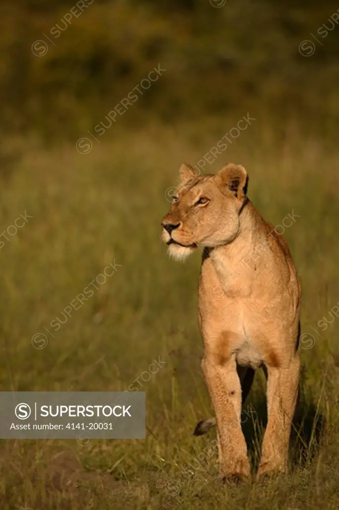 african lion female panthera leo masai mara national reserve, kenya