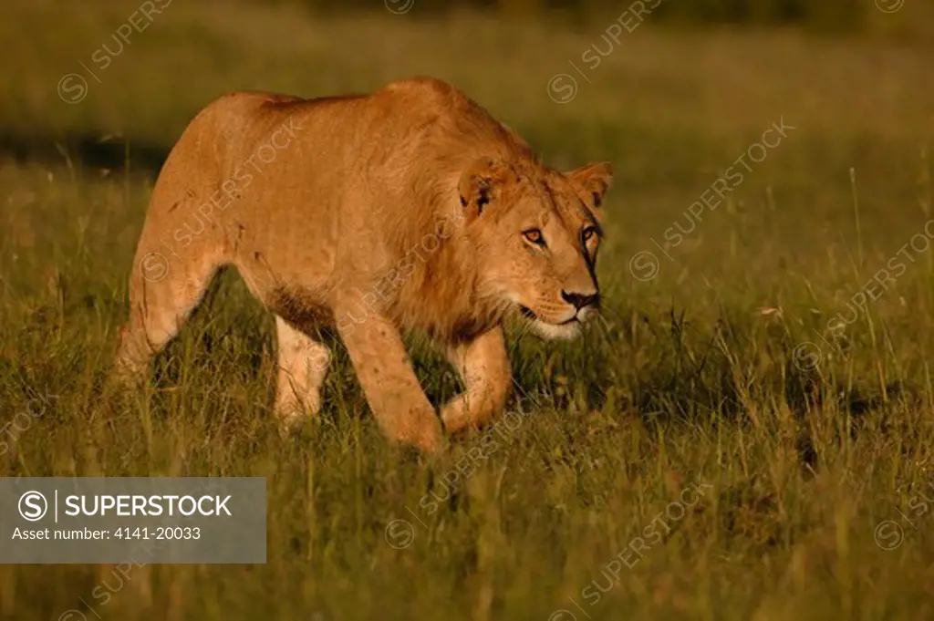 african lion panthera leo young male stalking prey masai mara national reserve, kenya