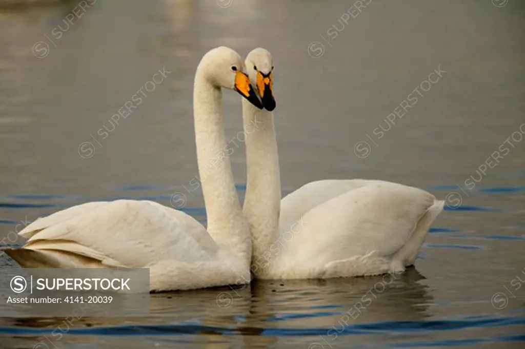 whooper swan pair cygnus cygnus martin mere wwt reserve, lancashire