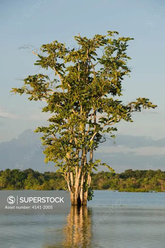 isolated tree, flooded forest, rio negro, amazonia, brazil 