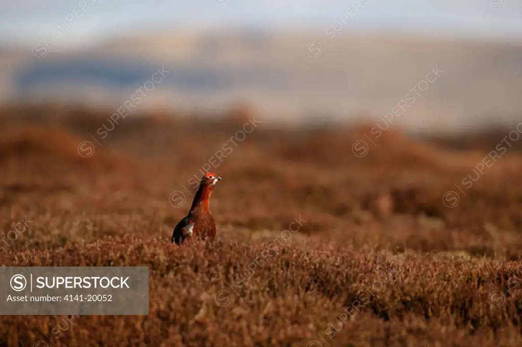 red grouse male in heather lagopus lagopus yorkshire dales, uk