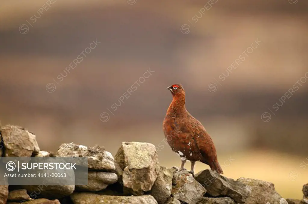 red grouse male on stone wall lagopus lagopus yorkshire dales, uk