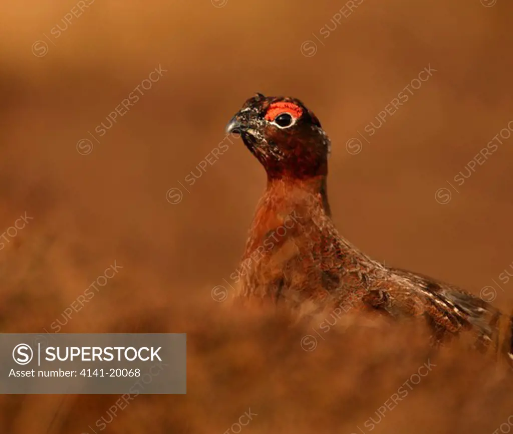 red grouse male in heather lagopus lagopus yorkshire dales, uk