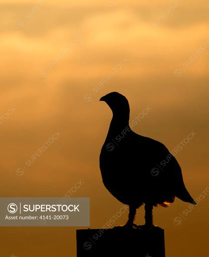 red grouse male silhouetted lagopus lagopus yorkshire dales, uk