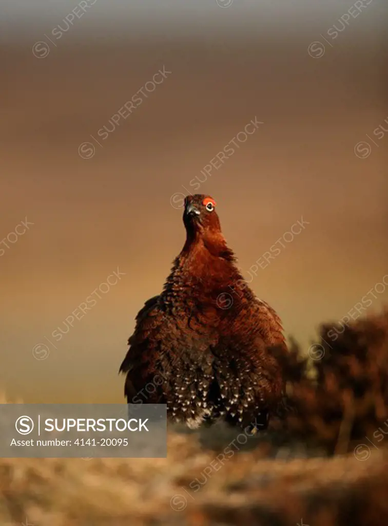 red grouse male with ruffled feathers lagopus lagopus yorkshire dales, uk