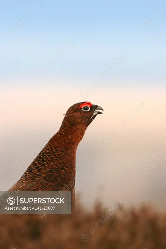 red grouse male calling lagopus lagopus yorkshire dales, uk