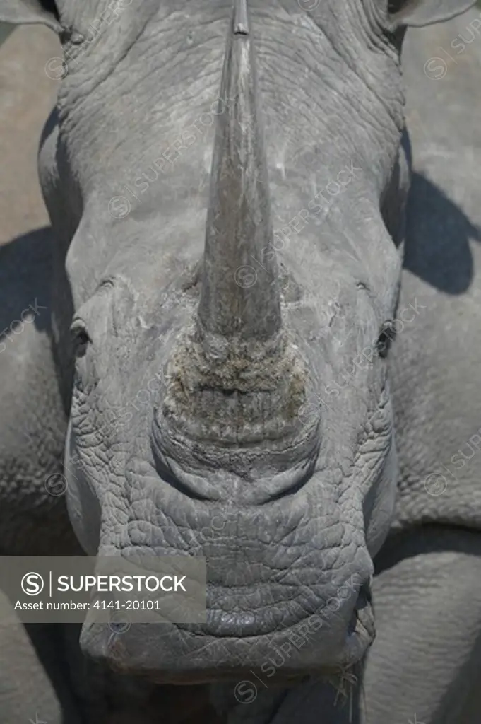 white rhinoceros cerotherium summum waterberg, south africa