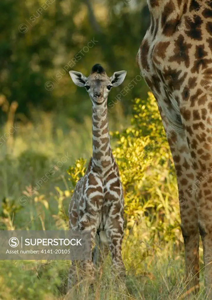 masai giraffe young calf with mother giraffa camelopardalis tippelskirchi masai mara nr, kenya