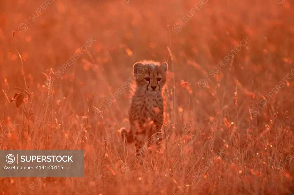 cheetah cub at sunset acinonyx jubatus masai mara national reserve, kenya
