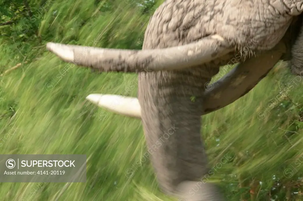african elephant feeding loxodonta africana marakele np, south africa