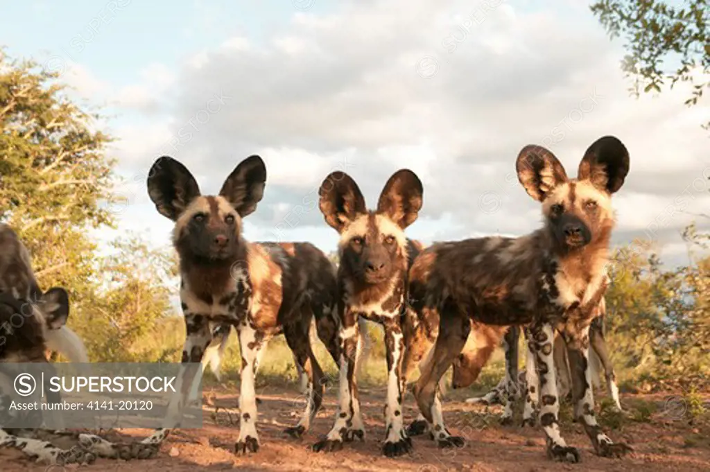 african wild dog groups lycaon pictus south africa