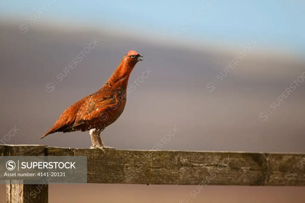 red grouse lagopus lagopus male on fence yorkshire dales, uk