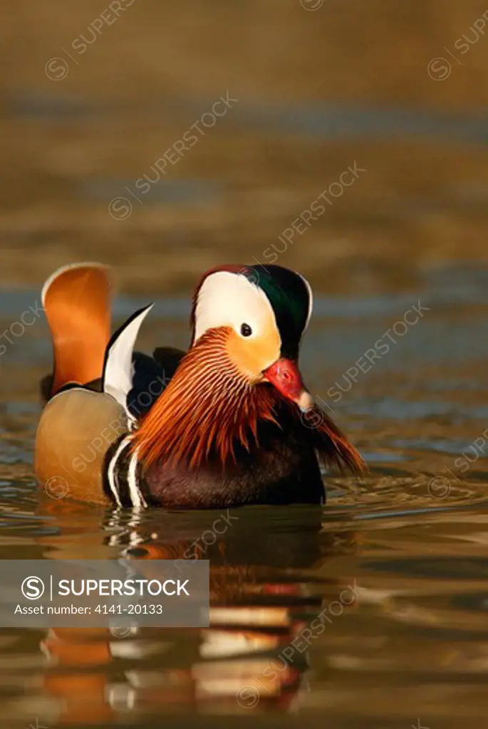 mandarin duck aix galericulata male (wild bird) arundel wwt, uk