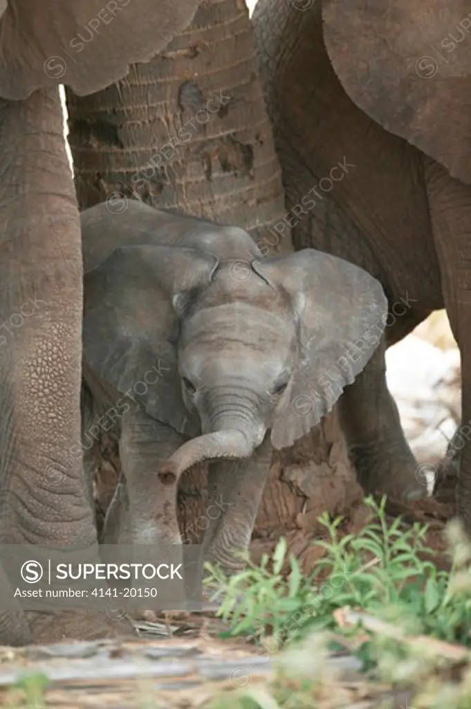 african elephant loxodonta africana calf sheltering with herd samburu, kenya 