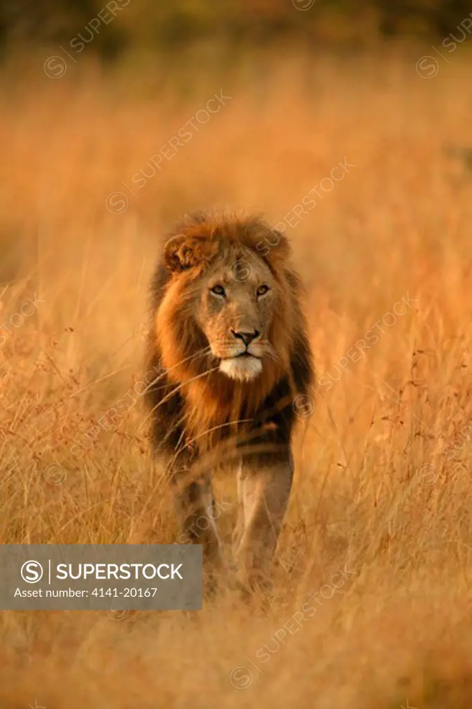 african lion dominant male panthera leo masai mara national reserve, kenya