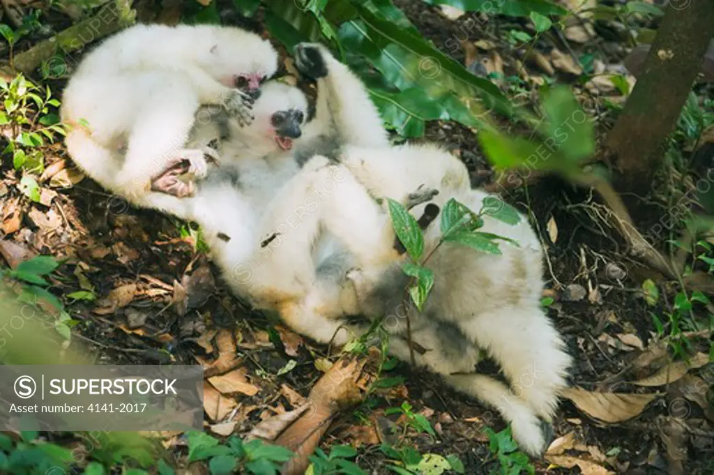 silky sifaka (propithecus candidus) three lemurs playing on forest floor, endangered, marojejy national park, madagascar