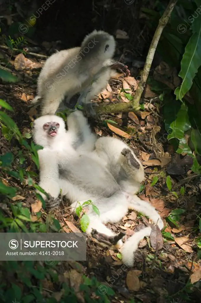 silky sifaka (propithecus candidus) playing on forest floor, endangered, marojejy national park, madagascar