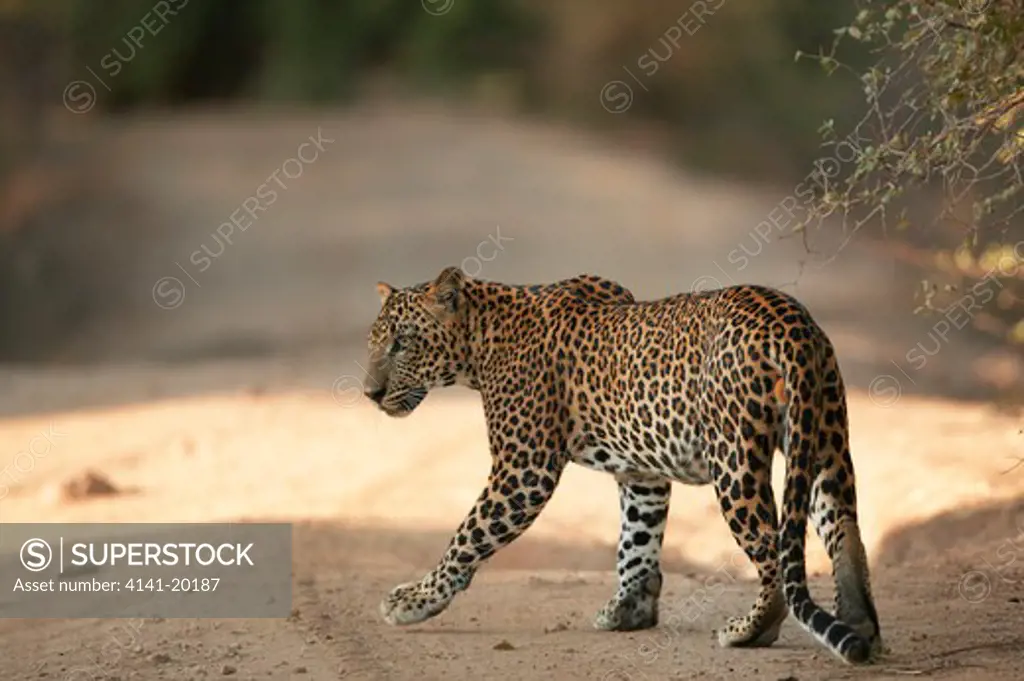 asian leopard walking on road panthera pardus kotiya yala national park, sri lanka