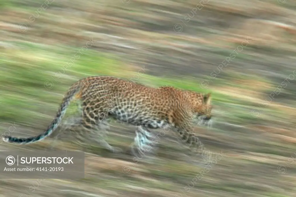 asian leopard running panthera pardus kotiya yala national park, sri lanka