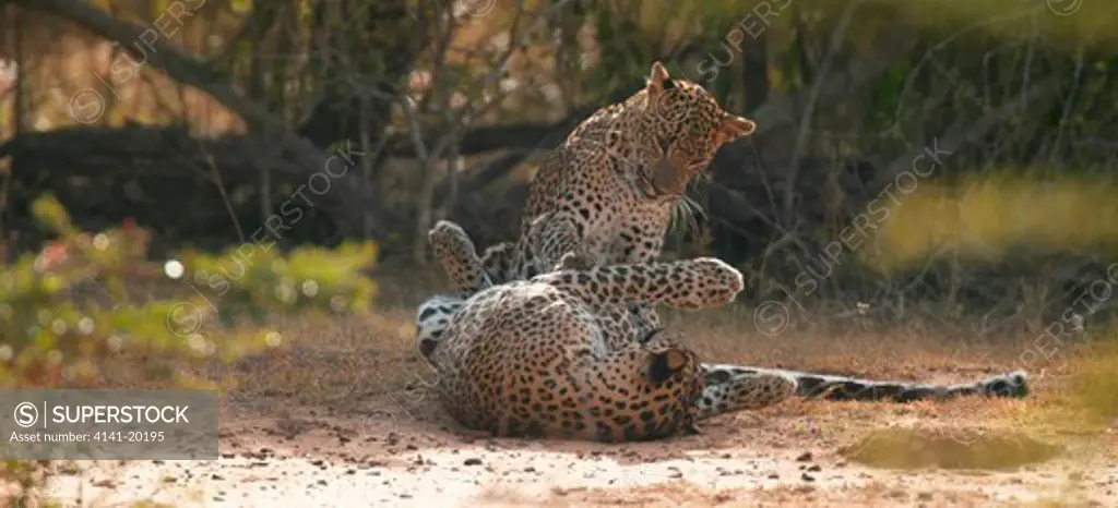 asian leopard male and female playing panthera pardus kotiya yala national park, sri lanka