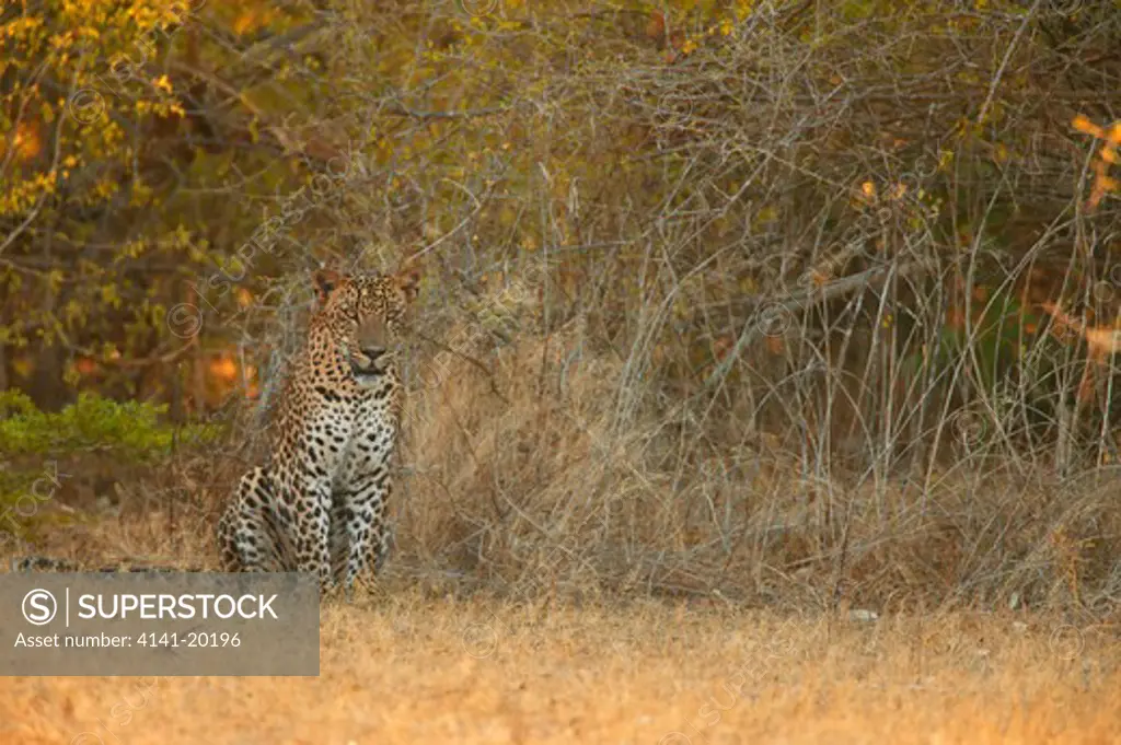 asian leopard panthera pardus kotiya yala national park, sri lanka