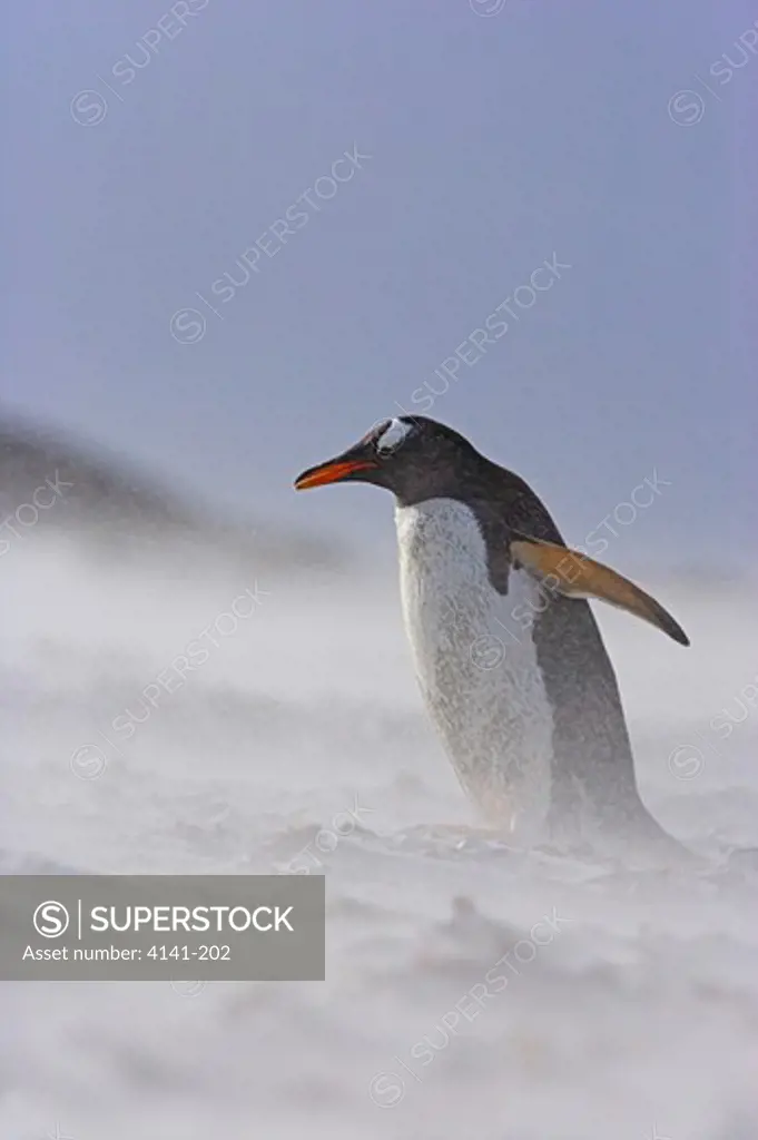 gentoo penguin pygoscelis papua papua in snowstorm falkland islands