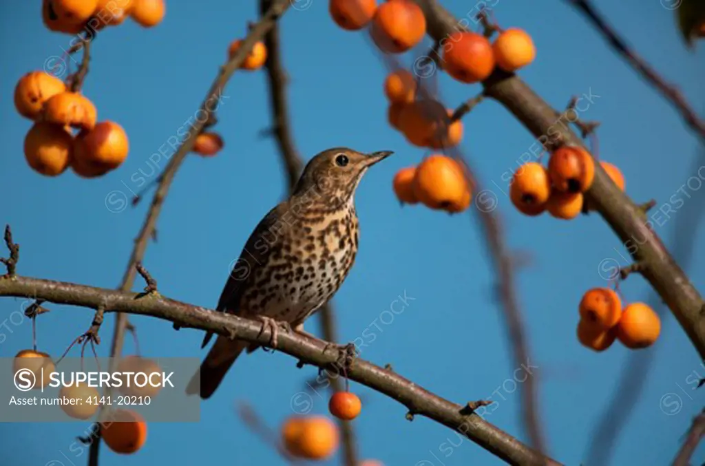 song thrush perching in tree turdus philomelos wiltshire, uk