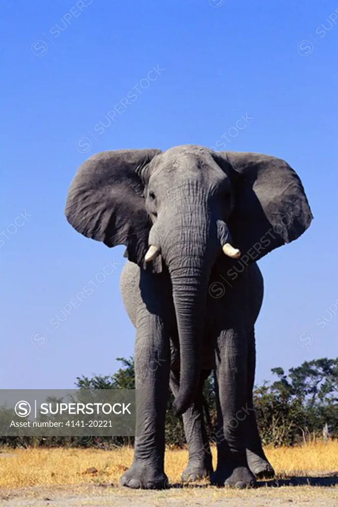 african elephant bull loxodonta africana savuti, botswana