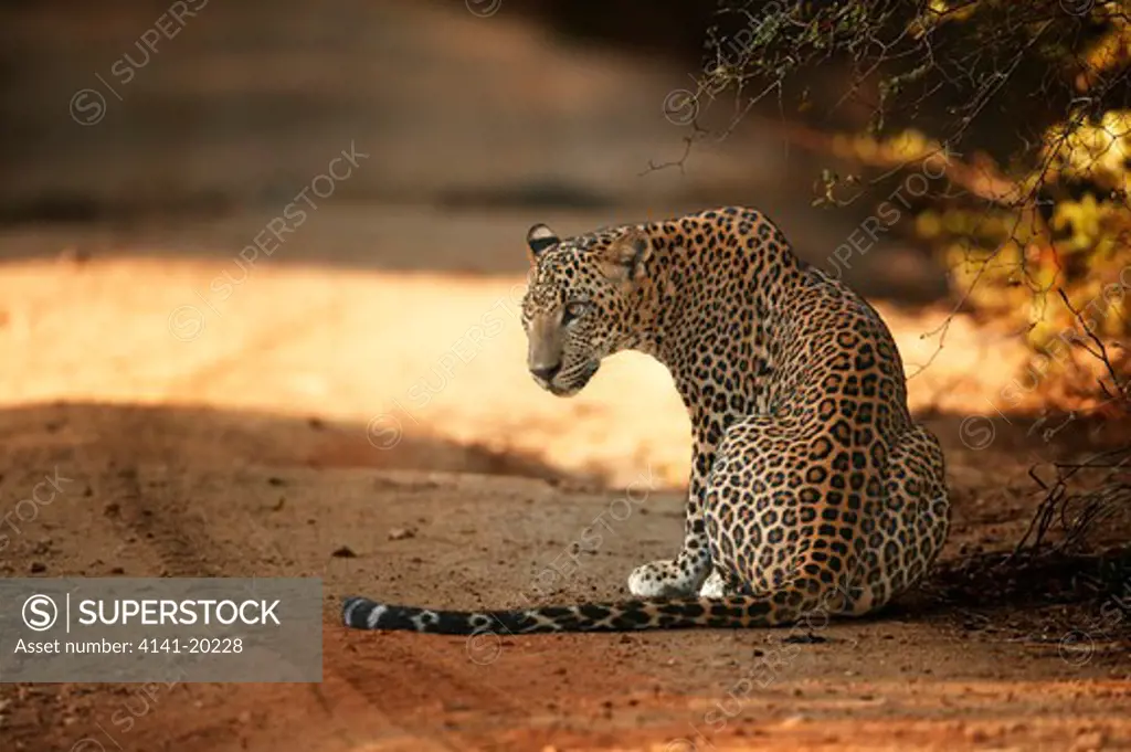 asian leopard on road panthera pardus kotiya yala national park, sri lanka