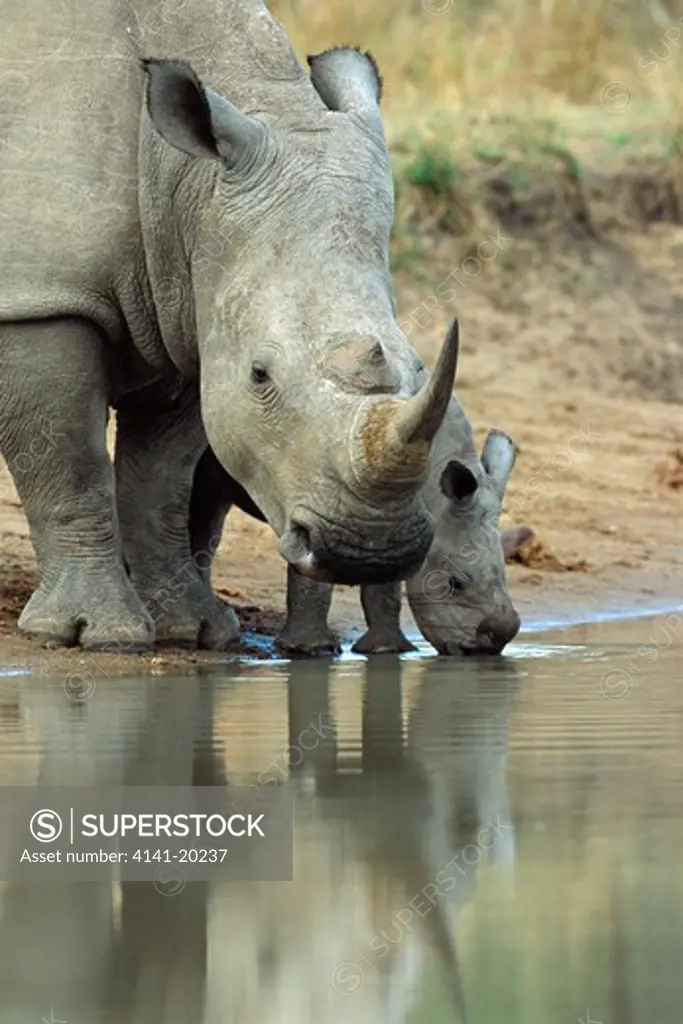 white rhinoceros ceratotherium simum female and calf mkhaya game reserve, swaziland