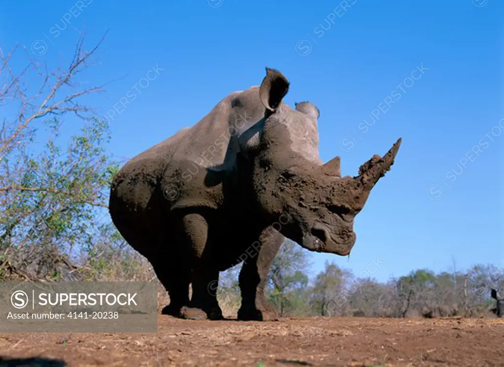 white rhinoceros ceratotherium simum mkhaya game reserve, swaziland