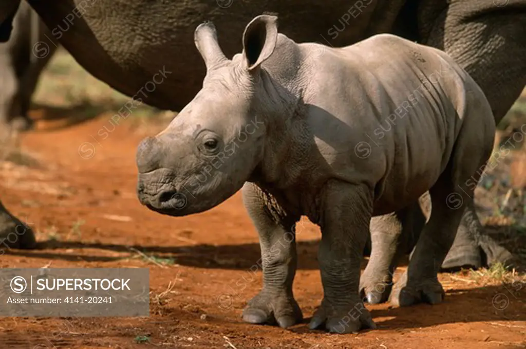 white rhinoceros young ceratotherium simum mkhaya, swaziland