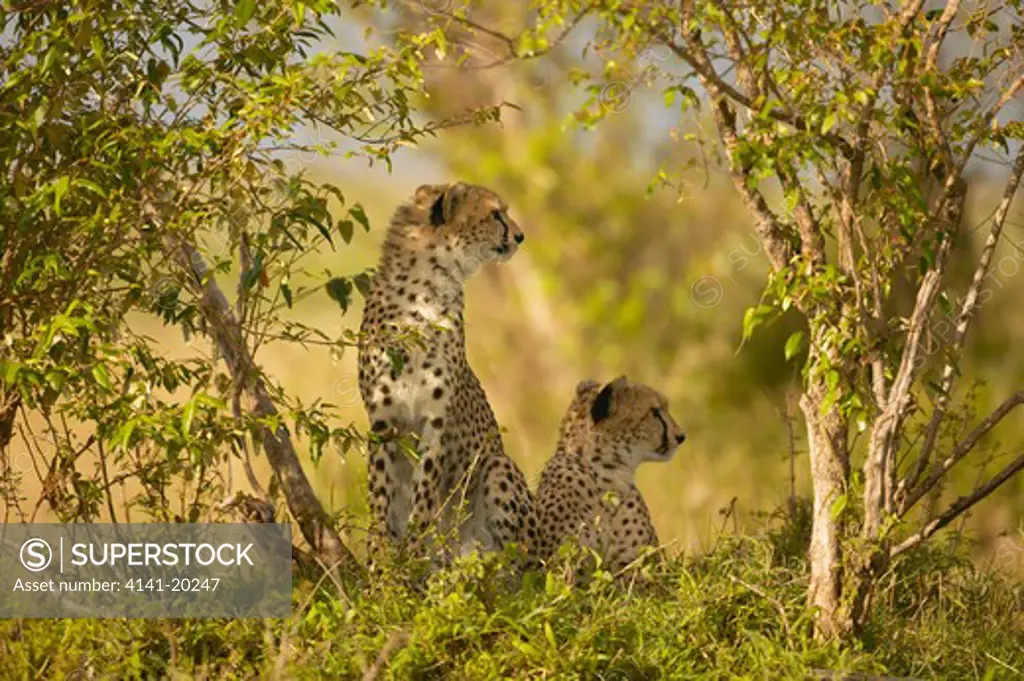 cheetah female and cub in shade acinonyx jubatus masai mara game reserve, kenya