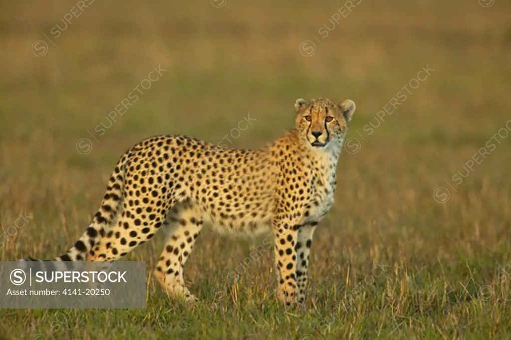 cheetah cub 11 months old acinonyx jubatus masai mara game reserve, kenya
