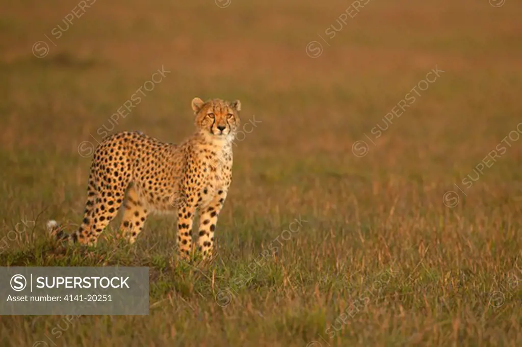 cheetah cub acinonyx jubatus masai mara game reserve, kenya 