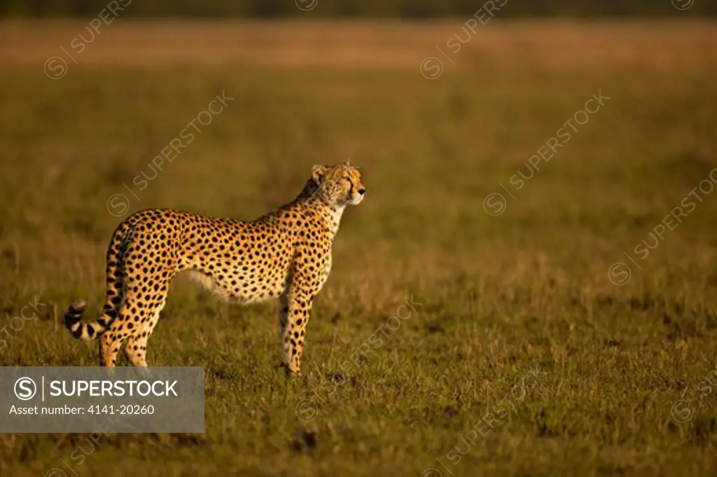 cheetah female watching prey acinonyx jubatus masai mara game reserve, kenya
