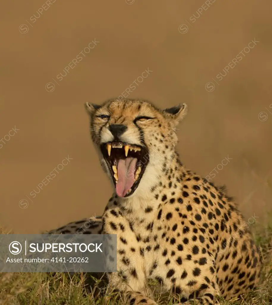 cheetah female yawning acinonyx jubatus masai mara game reserve, kenya