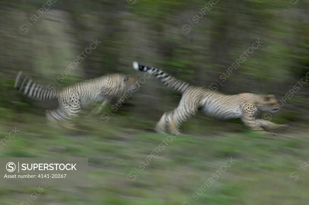 cheetah cubs running acinonyx jubatus masai mara game reserve, kenya
