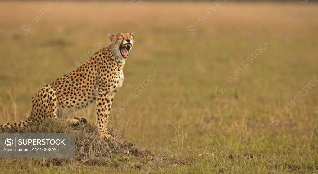 cheetah yawning acinonyx jubatus masai mara game reserve, kenya
