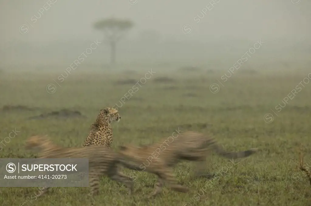 cheetah family in thunderstorm acinonyx jubatus masai mara game reserve, kenya