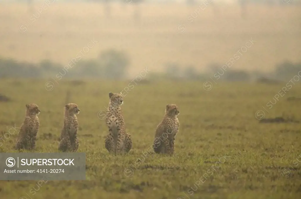 cheetah family in thunderstorm acinonyx jubatus masai mara game reserve, kenya